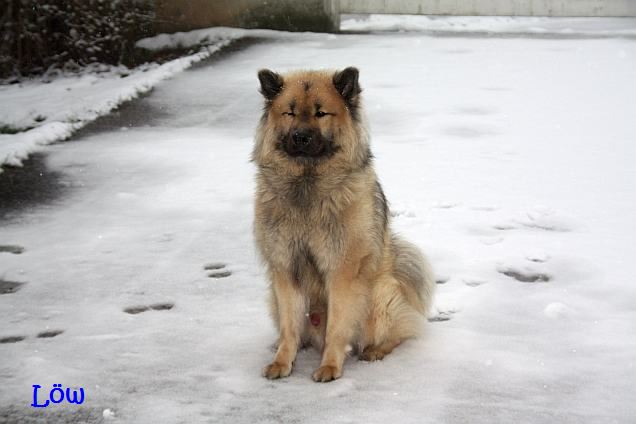 16.3.2016 - Kaum ist er da, der Schnee, schon geht er wieder weg